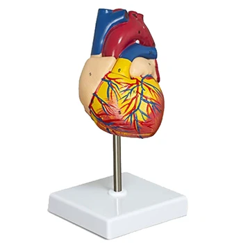 אנטומיה הלב מודל 2-חלק דלוקס בגודל הלב האנושי מודל האנטומיה עם 34 מבנים אנטומיים, אנטומי הלב