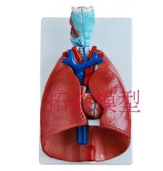 הגרון לב-ריאה אנטומי דגם מערכת הנשימה לימודי הרפואה מודל 36x23x12CM משלוח חינם oido anatomico