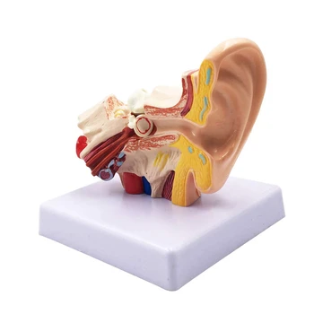 1.5 X אוזן אנושית מודל האנטומיה מקצועי - העבודה הפנימית מבנה האוזן סימולציה מודל לחינוך